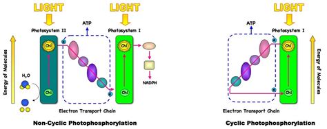 bioninja photosynthesis.